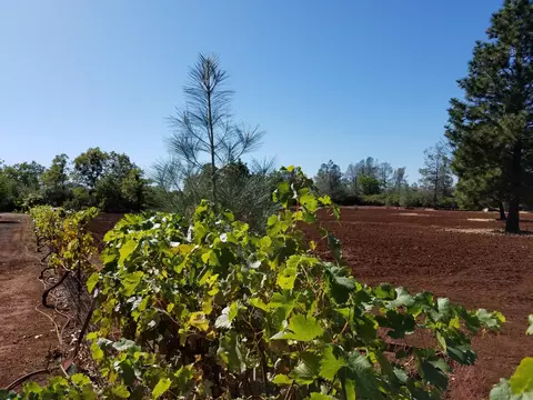 7200 Pine Bluff Dr, Shingletown, CA 96088 photo 79