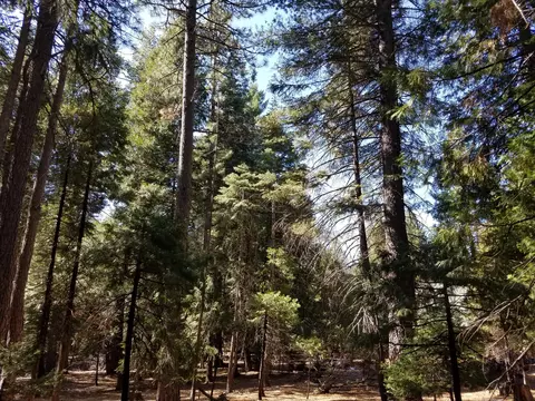 34700 Coot Ln, Shingletown, CA 96088 photo 45