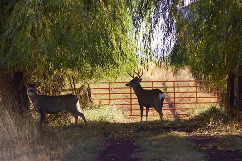26155 Glenburn Rd, Fall River Mills, CA 96028 photo 38