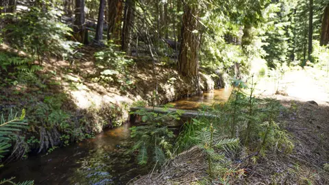 8085 Broke Off Meadows Rd, Shingletown, CA 96088 photo 3