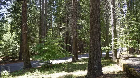 8085 Broke Off Meadows Rd, Shingletown, CA 96088 photo 17