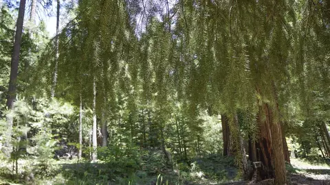 8085 Broke Off Meadows Rd, Shingletown, CA 96088 photo 15