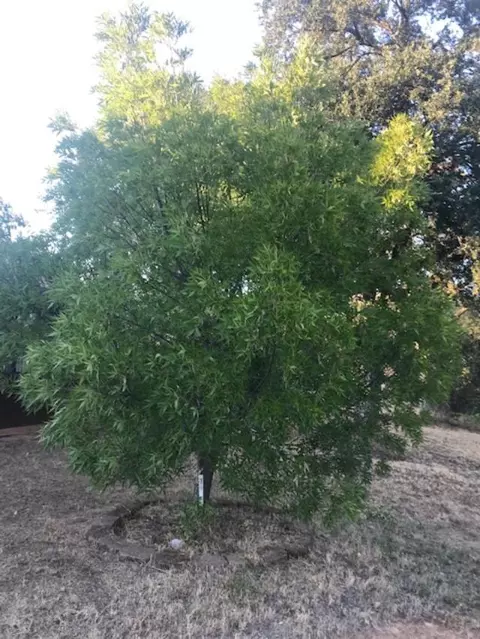 16224 Serene Dr, Redding, CA 96001 photo 30