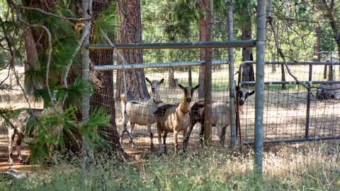 21795 Graham Rd, Manton, CA 96059 photo 91