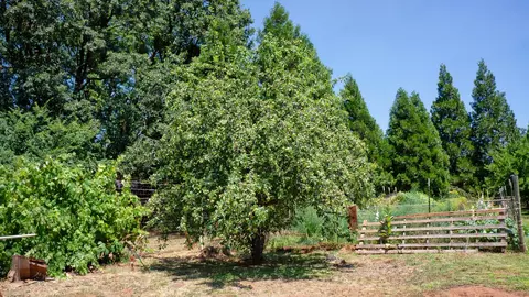 21795 Graham Rd, Manton, CA 96059 photo 95