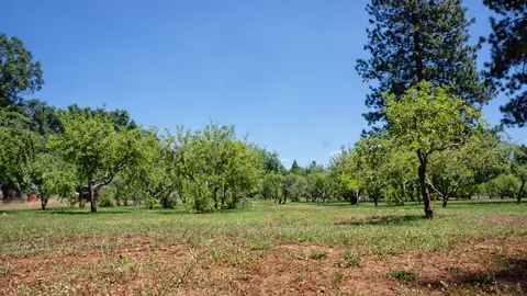 21795 Graham Rd, Manton, CA 96059 photo 93