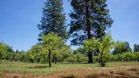 21795 Graham Rd, Manton, CA 96059 photo 83