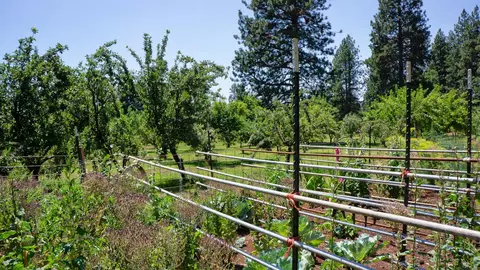 21795 Graham Rd, Manton, CA 96059 photo 30