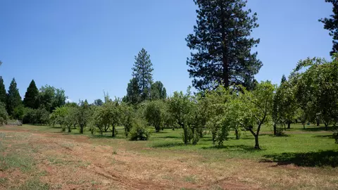 21795 Graham Rd, Manton, CA 96059 photo 10