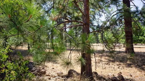 21795 Graham Rd, Manton, CA 96059 photo 92