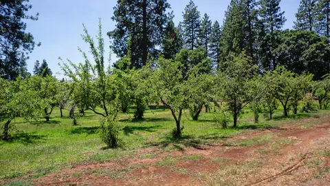 21795 Graham Rd, Manton, CA 96059 photo 7