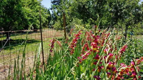 21795 Graham Rd, Manton, CA 96059 photo 32