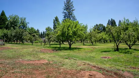 21795 Graham Rd, Manton, CA 96059 photo 85