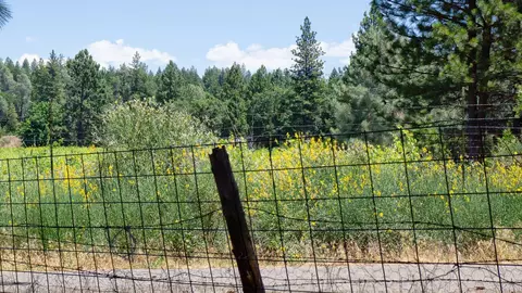 21795 Graham Rd, Manton, CA 96059 photo 74