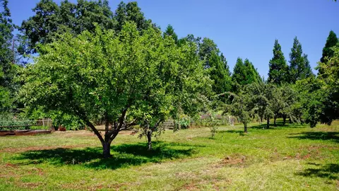 21795 Graham Rd, Manton, CA 96059 photo 88