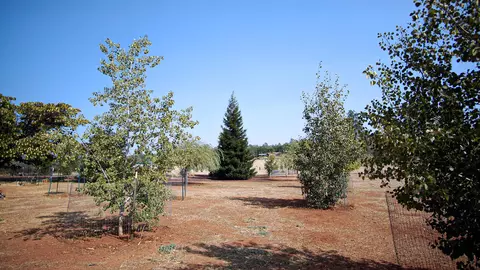 31395 Empire Dr, Manton, CA 96059 photo 53