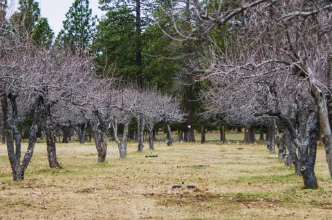 21725 Graham Rd, Manton, CA 96059 photo 14