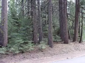 Mountain Meadow Rd, Shingletown, CA 96088
