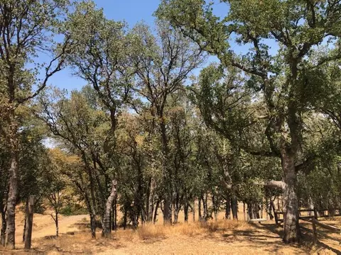 14339 Redtail Dr, Red Bluff, CA 96080 photo 19