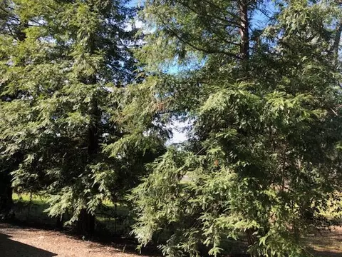 465 Chestnut Ave, Red Bluff, CA 96080 photo 34