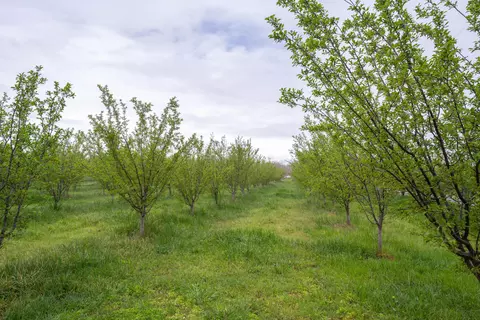 23475 Richfield Rd, Corning, CA 96021 photo 15