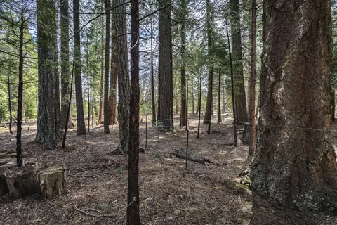 9353 Mountain Meadow Rd, Shingletown, CA 96088 photo 28