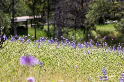 7991 Zogg Mine Rd, Igo, CA 96047 photo 32