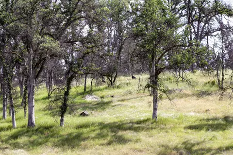 7991 Zogg Mine Rd, Igo, CA 96047 photo 24