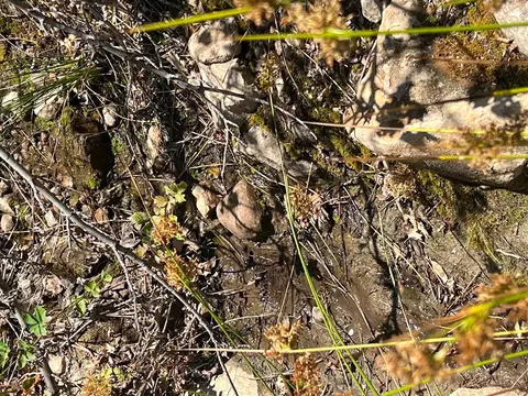17115 Buzzard Roost Rd, Round Mountain, CA 96084 photo 44