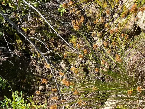 17115 Buzzard Roost Rd, Round Mountain, CA 96084 photo 43