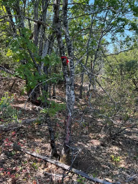 17115 Buzzard Roost Rd, Round Mountain, CA 96084 photo 46
