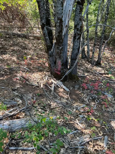 17115 Buzzard Roost Rd, Round Mountain, CA 96084 photo 47
