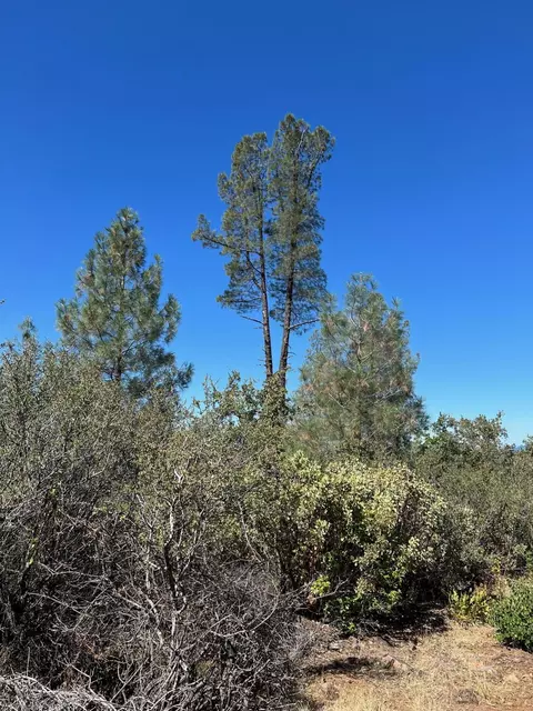 17115 Buzzard Roost Rd, Round Mountain, CA 96084 photo 27