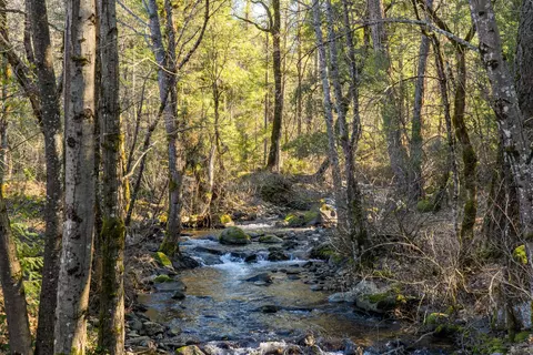 30260 Oak Run To Fern Rd, Whitmore, CA 96096 photo 9