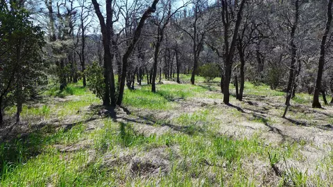 Lot 85 Jeffrey Rd, Ono, CA 96047 photo 15