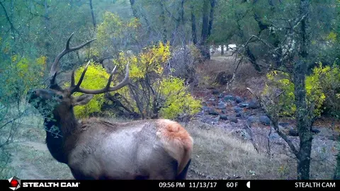 160 Acres Off Eagle Ridge Rd, Oak Run, CA 96069