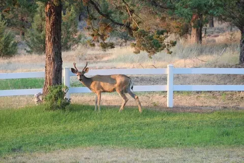 View/Area - 661-775 Bunselmeier Rd, Bieber, CA 96009 photo 2 of 5