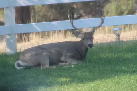 Other - 661-775 Bunselmeier Rd, Bieber, CA 96009 photo 6 of 7