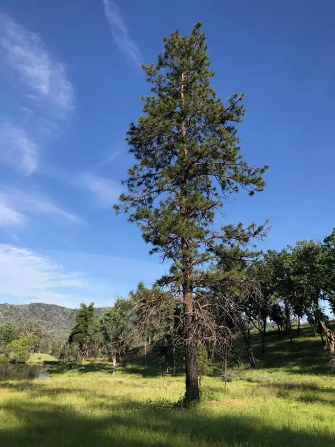 Zogg Mine Rd, Igo, CA 96047 photo 23