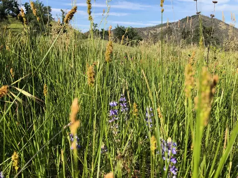 Zogg Mine Rd, Igo, CA 96047 photo 18