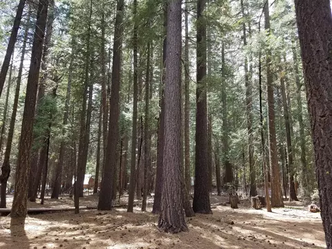 9340 Thatcher Mill Rd, Shingletown, CA 96088 photo 23