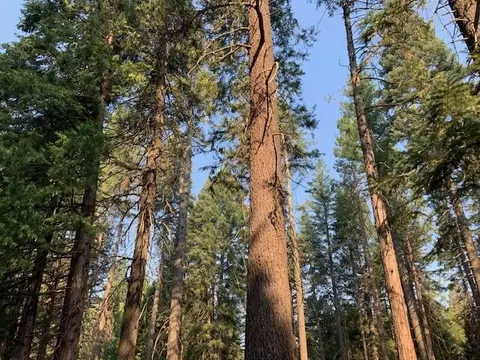 0 Mountain Meadowcorinthians, Shingletown, CA 96088 photo 5