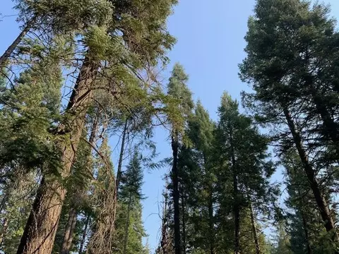 0 Mountain Meadowcorinthians, Shingletown, CA 96088 photo 6
