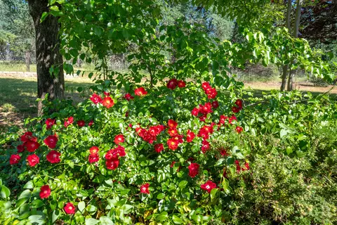 13115 Tamera Way, Redding, CA 96003 photo 48
