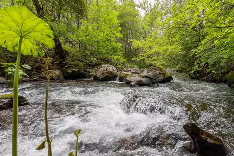 Clover Creek Rd, Whitmore, CA 96096 photo 8