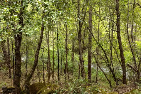 Clover Creek Rd, Whitmore, CA 96096 photo 13