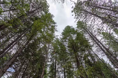Clover Creek Rd, Whitmore, CA 96096 photo 10