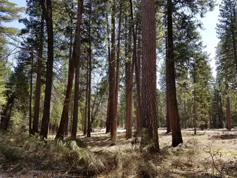 7110 Ravens Roost Rd, Shingletown, CA 96088 photo 10