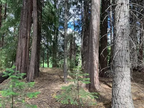 Undisclosed, Shingletown, CA 96088 photo 4