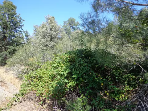 Green Mountain Rd, Round Mountain, CA 96084 photo 8